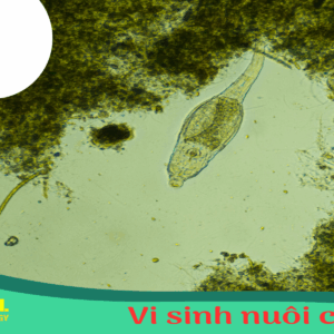 Vi sinh nuôi cấy